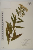 藏品(臺灣山白蘭)的圖片