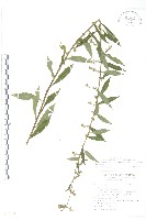 藏品(阿拉伯婆婆納、臺北水苦賈)的圖片