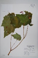 藏品(水鴨腳)的圖片