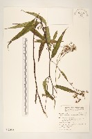 藏品(黃菀)的圖片