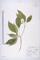 藏品(臺灣青莢葉)的圖片