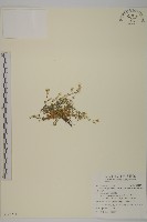 藏品(玉山卷耳)的圖片