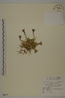 藏品(南湖大山蠅子草)的圖片