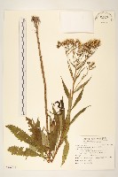 藏品(玉山黃菀)的圖片