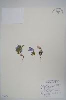 藏品(高山沙參)的圖片