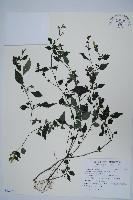 藏品(曲莖馬藍)的圖片