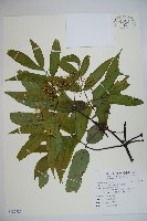 藏品(冇骨消)的圖片