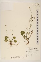 藏品(矮菊)的圖片