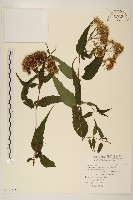 藏品(臺灣澤蘭)的圖片