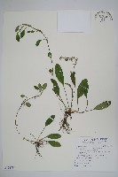 藏品(臺灣附地草)的圖片