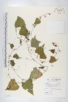 藏品(黑果馬交兒)的圖片