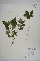 藏品(紫花鳳仙花)的圖片