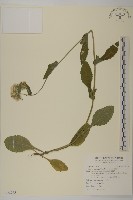 藏品(日本假蓬)的圖片