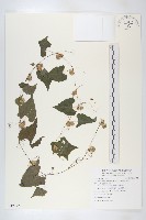 藏品(黑果馬交兒)的圖片