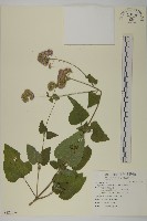 藏品(紫花霍香薊)的圖片