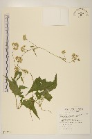 藏品(小花蔓澤蘭)的圖片