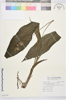 藏品(阿里山根節蘭)的圖片