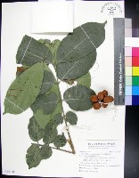 藏品(蘭嶼椌木)的圖片