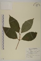 藏品(草珊瑚、紅果金粟蘭)的圖片