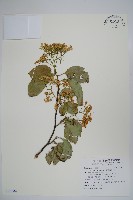 藏品(蘭嶼厚殼樹)的圖片