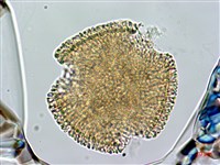 藏品(芹葉牻牛兒苗)的圖片