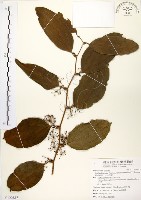 藏品(糙莖菝契、疣枝菝契)的圖片