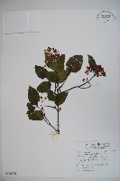 藏品(紅子莢迷)的圖片