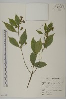 藏品(大丁黃)的圖片