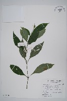 藏品(臺灣馬藍)的圖片