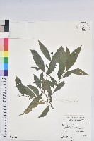 藏品(密花五月茶)的圖片