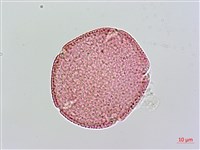 藏品(小葉雞屎樹)的圖片