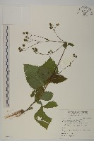 藏品(下田菊)的圖片