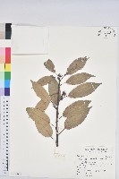 藏品(青剛櫟、鐵椆)的圖片