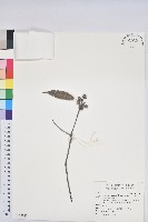 藏品(錐果櫟)的圖片