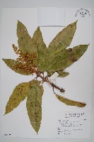 藏品(芒果、檬果、檨仔)的圖片