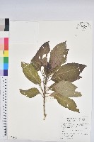 藏品(假鐵莧)的圖片