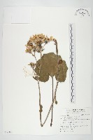 藏品(山菊)的圖片