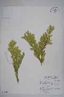 藏品(琉球黃楊)的圖片