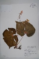 藏品(蘭嶼秋海棠)的圖片