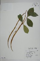 藏品(蘭嶼絡石)的圖片