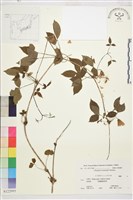 藏品(土佐鐵線蓮)的圖片