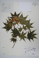 藏品(達爾色木槭)的圖片