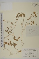 藏品()的圖片