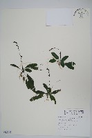 藏品(哈哼花)的圖片