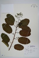 藏品(厚殼樹)的圖片