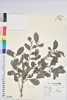 藏品(細葉饅頭果)的圖片