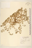 藏品(假吐金菊)的圖片