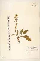 藏品(一枝黃花)的圖片