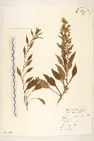 藏品(一枝黃花)的圖片