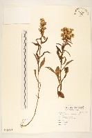 藏品(一枝黃花)的圖片